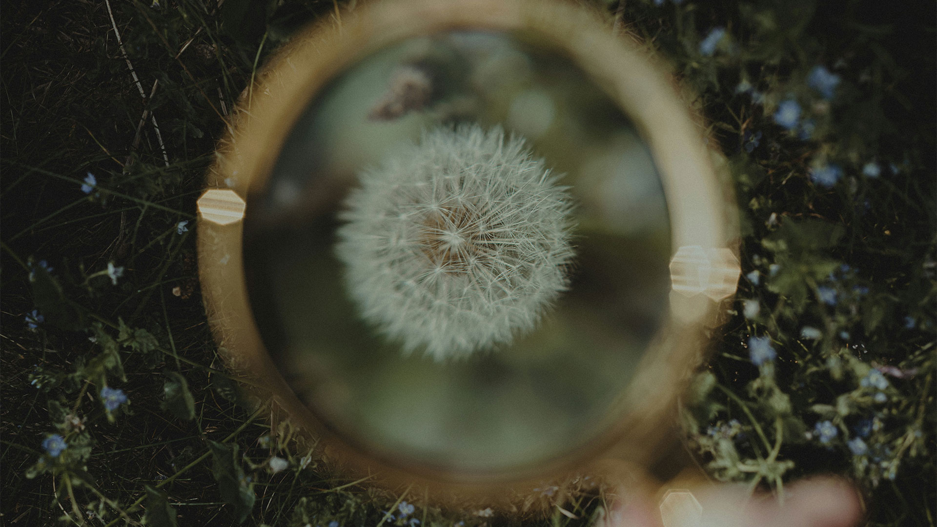 Close-up shot of a dandelion viewed through a magnifying lens